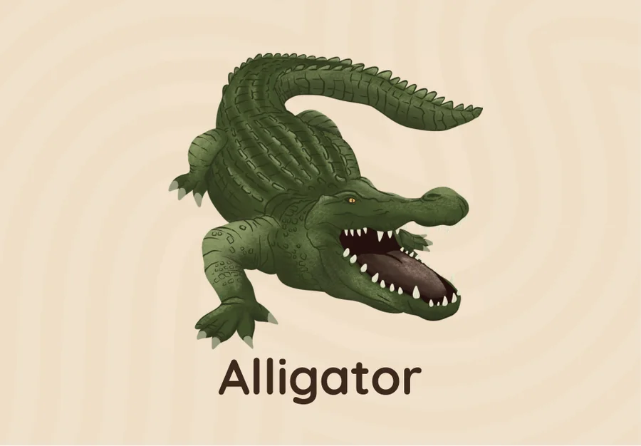 Alphabet card back: a watercolour alligator, for the letter A.