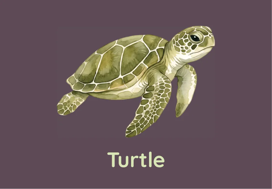 Alphabet card: a watercolour sea turtle, for the letter T.