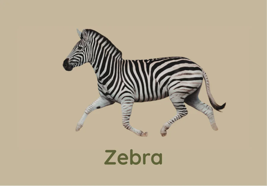 Alphabet card: a zebra mid-trot on sage green, for the letter Z.